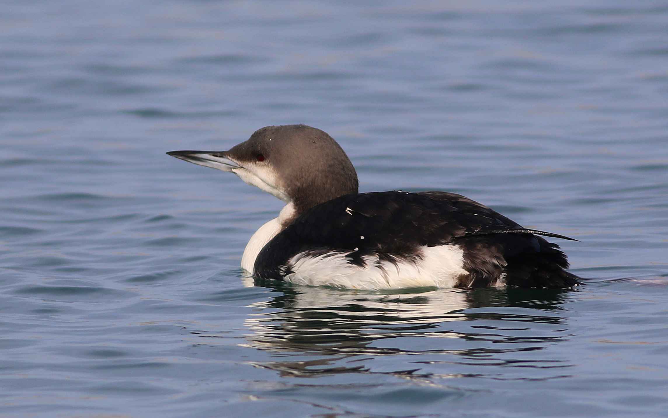 Arctic Loon